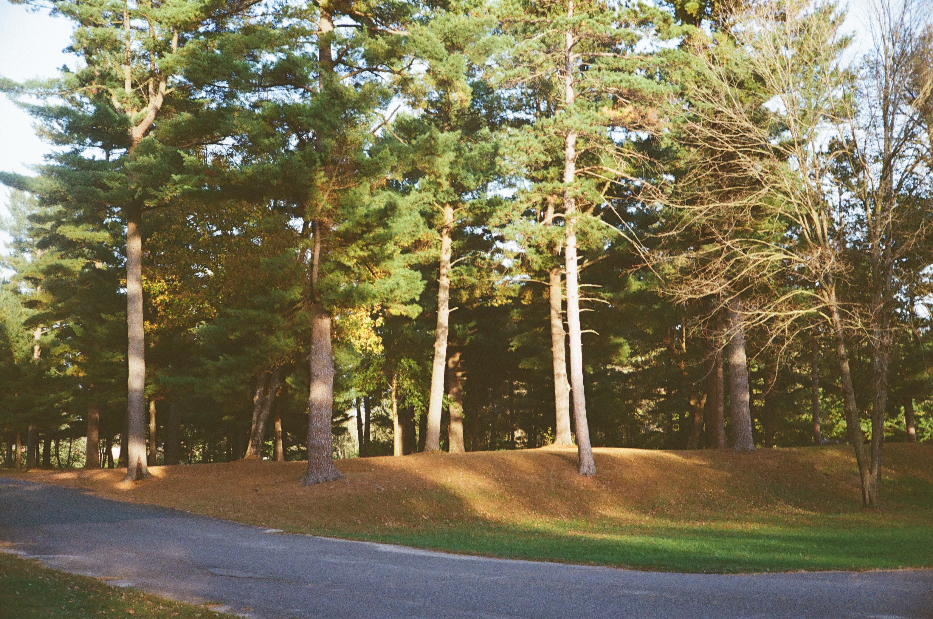 Red Cedar Trail, Menomonie WI - Pines